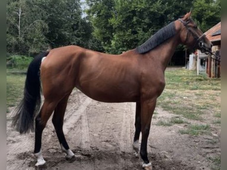 Hungarian Sport Horse Mare 4 years 16,1 hh Brown in Mosonmagyar&#xF3;v&#xE1;r