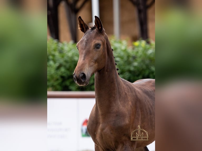 Hungarian Sport Horse Mare 4 years 16,1 hh in Csom&#xE1;d