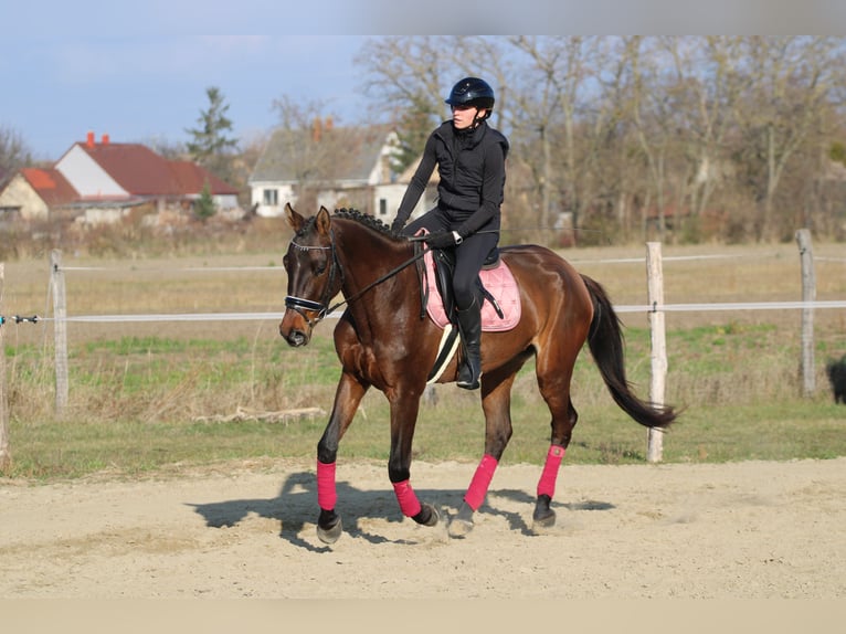 Hungarian Sport Horse Mare 4 years 16,2 hh Bay-Dark in R&#xE9;de