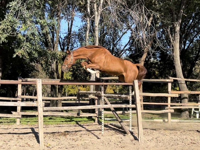 Hungarian Sport Horse Mare 4 years 17 hh Chestnut in H&#xF3;dmez&#x151;v&#xE1;s&#xE1;rhely