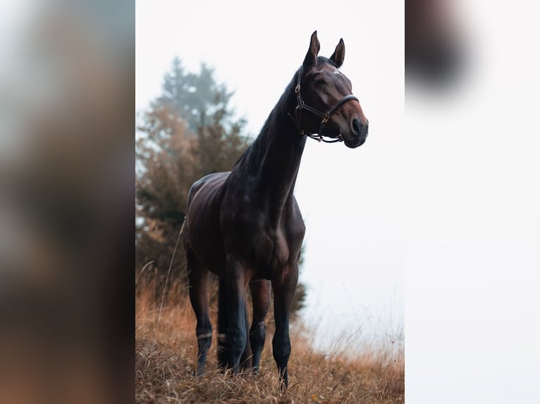 Hungarian Sport Horse Mare 4 years 17,2 hh Brown in Bischofswiesen