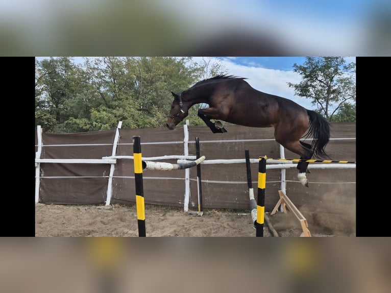 Hungarian Sport Horse Mare 4 years in Szarvas Hungarian Sport Horse Mare 4 years in Szarvas