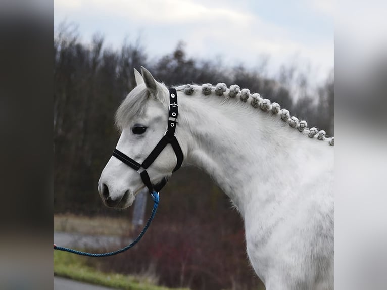 Hungarian Sport Horse Mare 5 years 13.1 hh Grey in Szarvas