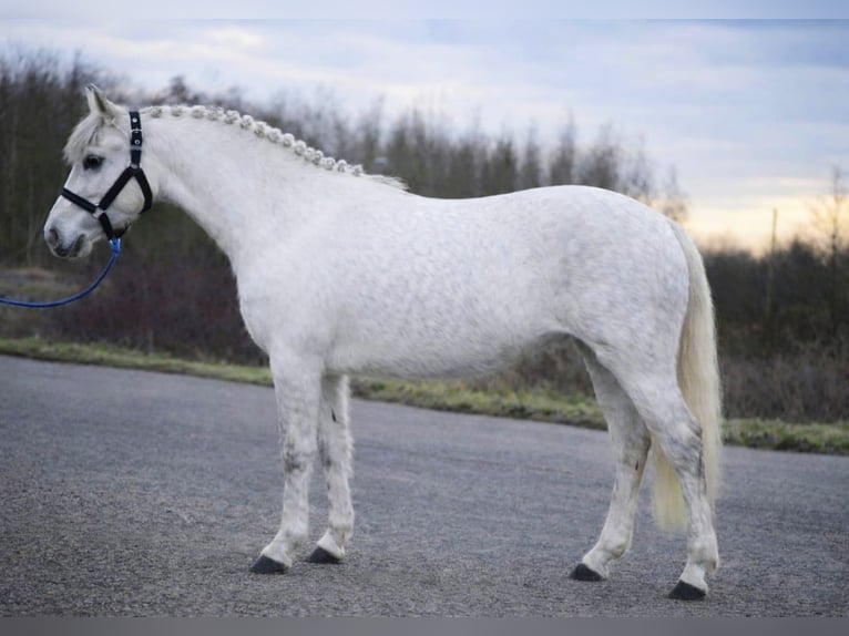 Hungarian Sport Horse Mare 5 years 13.1 hh Grey in Szarvas