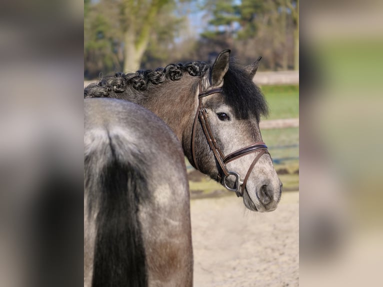 Hungarian Sport Horse Mare 5 years 14,1 hh Gray-Dark-Tan in Dohren