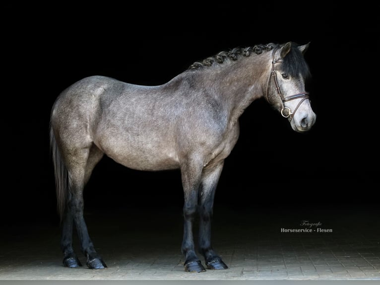 Hungarian Sport Horse Mare 5 years 14,1 hh Gray-Dark-Tan in Dohren