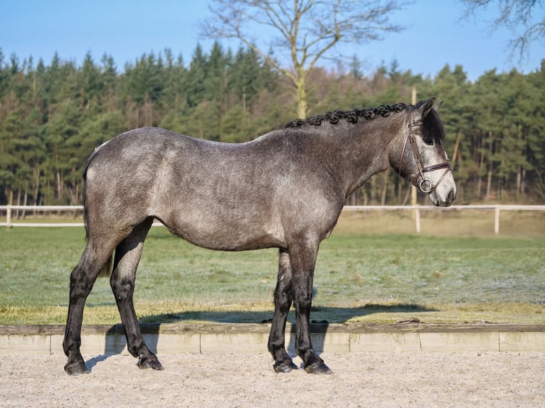 Hungarian Sport Horse Mare 5 years 14,1 hh Gray-Dark-Tan in Dohren