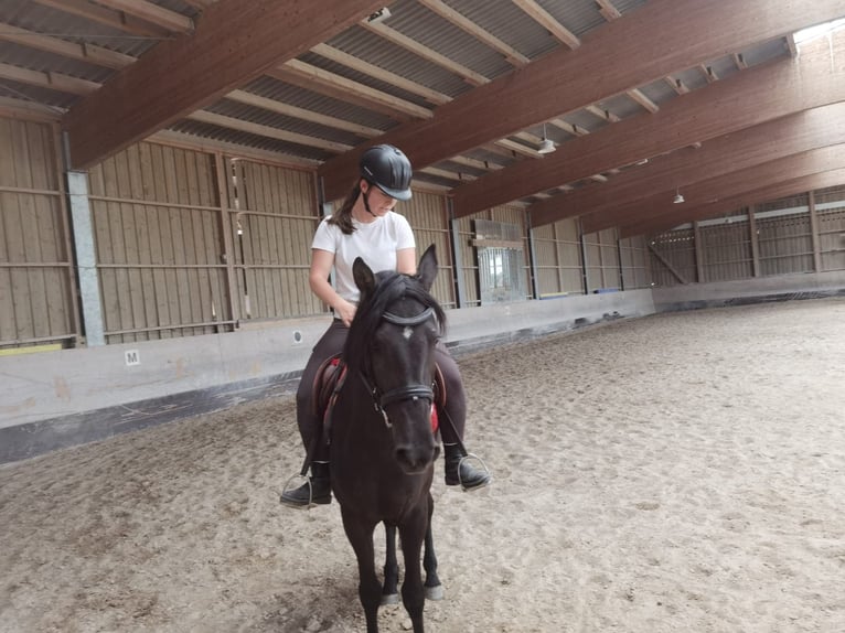 Hungarian Sport Horse Mare 5 years 14,3 hh Black in Bernau am Chiemsee