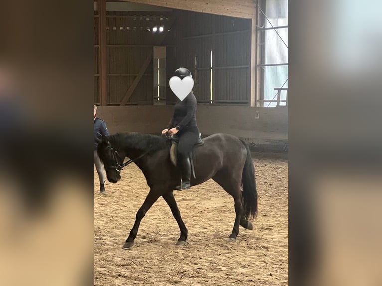 Hungarian Sport Horse Mare 5 years 14,3 hh Black in Bernau am Chiemsee