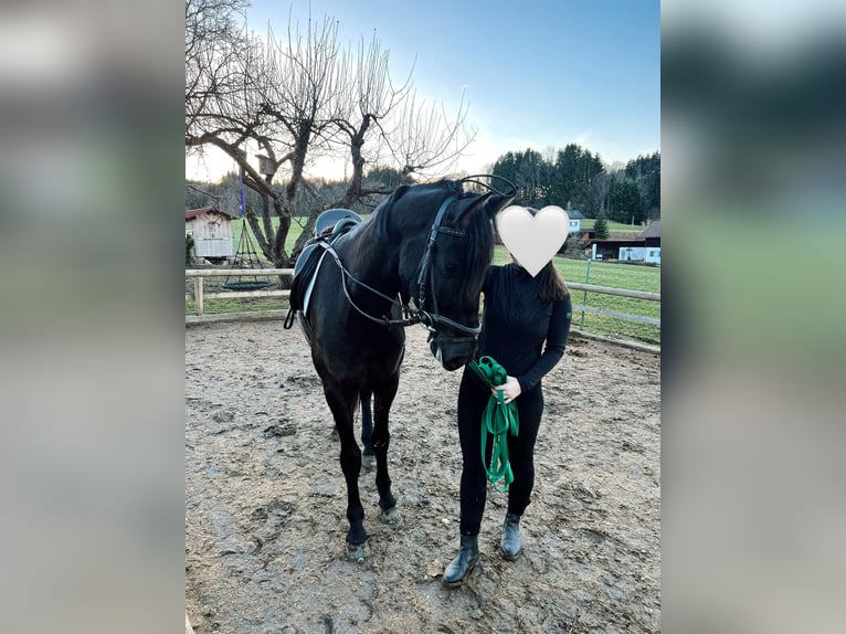 Hungarian Sport Horse Mare 5 years 14,3 hh Black in Bernau am Chiemsee