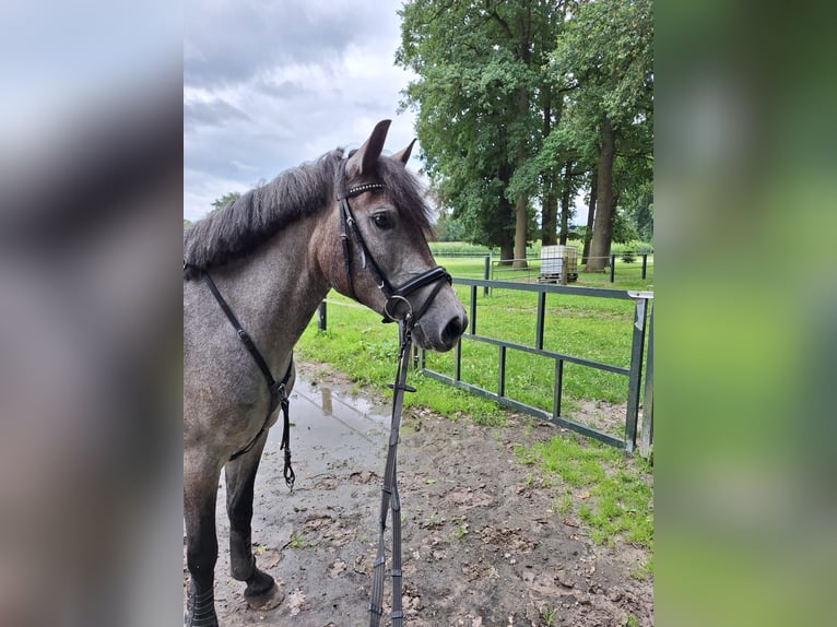 Hungarian Sport Horse Mare 5 years 14,1 hh Grey-Dapple in Gronau (Westfalen)