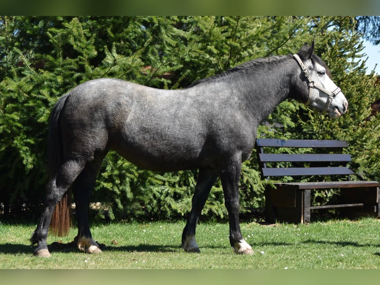 Hungarian Sport Horse Mix Mare 5 years 14,2 hh Grey-Dark-Tan in Flieden