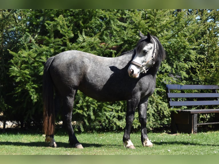 Hungarian Sport Horse Mix Mare 5 years 14,2 hh Grey-Dark-Tan in Flieden
