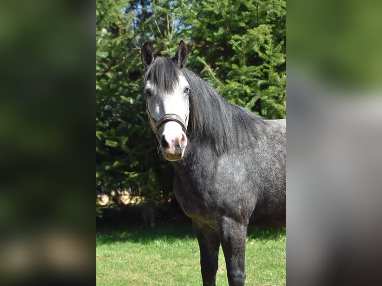 Hungarian Sport Horse Mix Mare 5 years 14,2 hh Grey-Dark-Tan in Flieden
