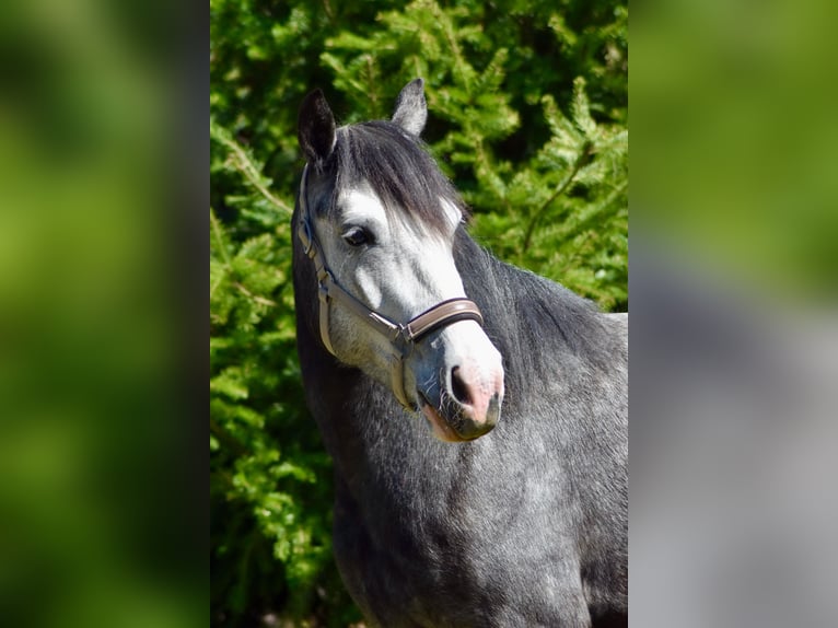 Hungarian Sport Horse Mix Mare 5 years 14,2 hh Grey-Dark-Tan in Flieden
