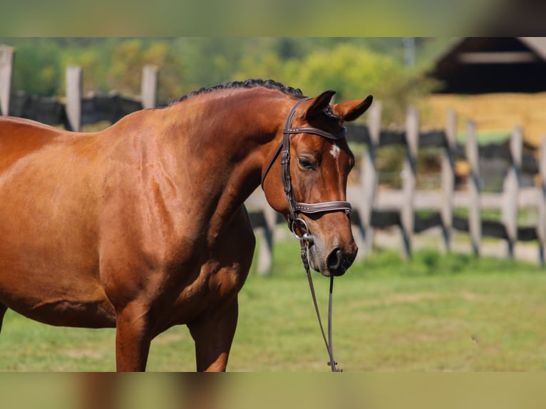 Hungarian Sport Horse Mare 5 years 15,2 hh Bay in Gönyű
