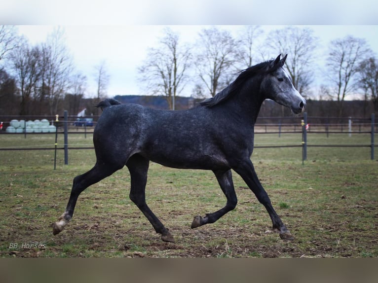 Hungarian Sport Horse Mare 5 years 15,2 hh Gray-Dapple in Pastetten