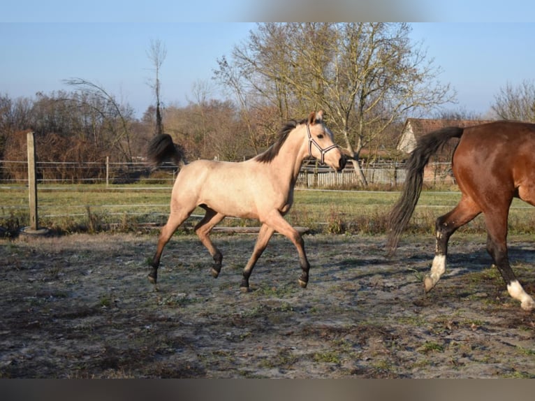 Hungarian Sport Horse Mare 5 years 15,2 hh Buckskin in Marcali