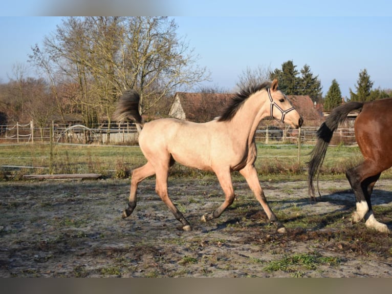Hungarian Sport Horse Mare 5 years 15,2 hh Buckskin in Marcali
