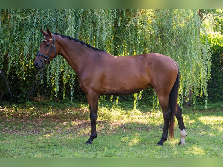 Hungarian Sport Horse Mare 5 years 15,3 hh Bay in Debrecen
