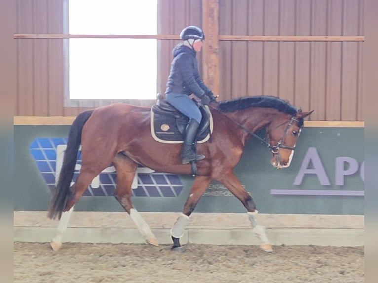 Hungarian Sport Horse Mare 5 years 16.2 hh Brown in Schattendorf
