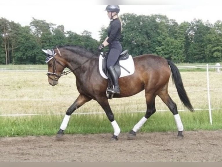 Hungarian Sport Horse Mix Mare 5 years 16 hh Brown in Herzebrock-Clarholz