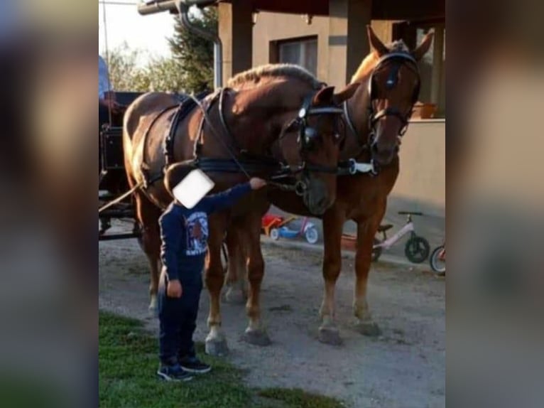 Hungarian Sport Horse Mare 5 years 16 hh Chestnut in Tass