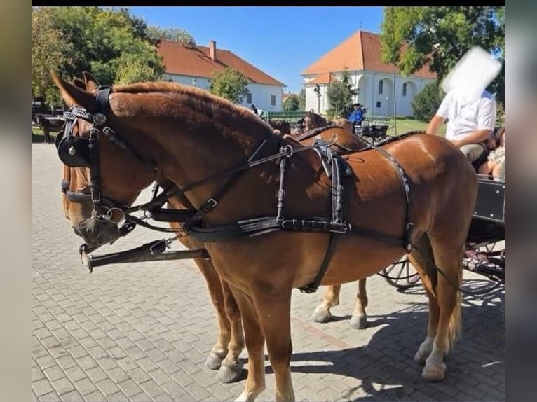 Hungarian Sport Horse Mare 5 years 16 hh Chestnut in Tass
