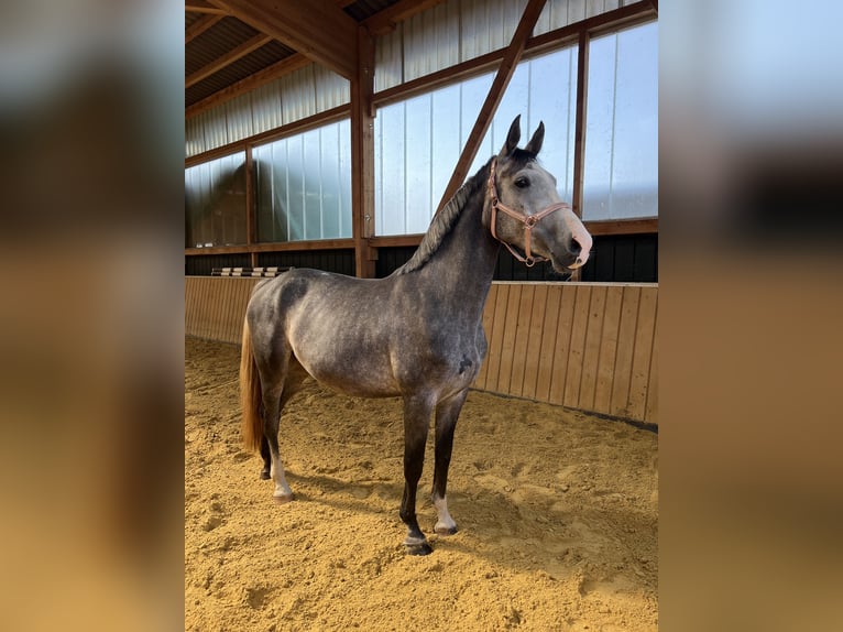 Hungarian Sport Horse Mare 5 years 16 hh Gray in Borken