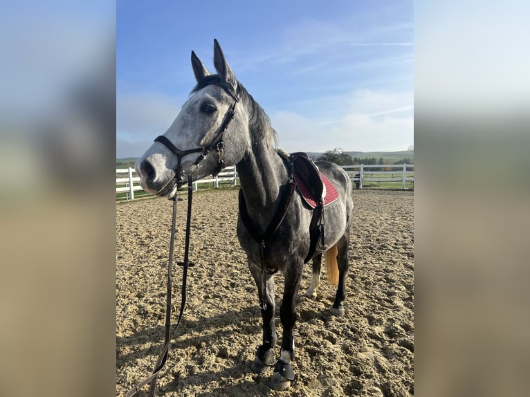 Hungarian Sport Horse Mare 5 years 16 hh Gray in Borken