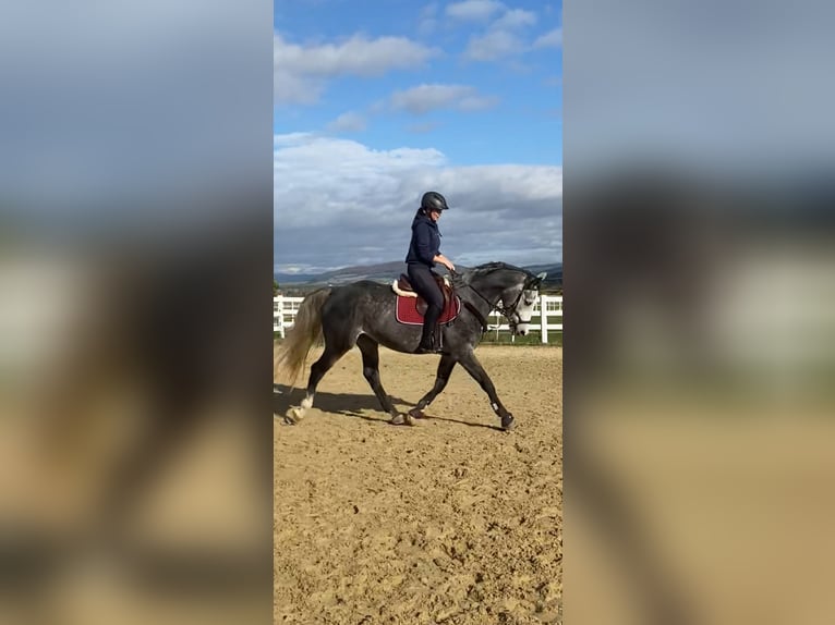 Hungarian Sport Horse Mare 5 years 16 hh Gray in Borken