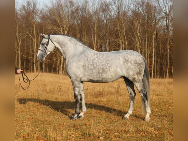 Hungarian Sport Horse Mare 5 years 16,1 hh Grey in Békéscsaba