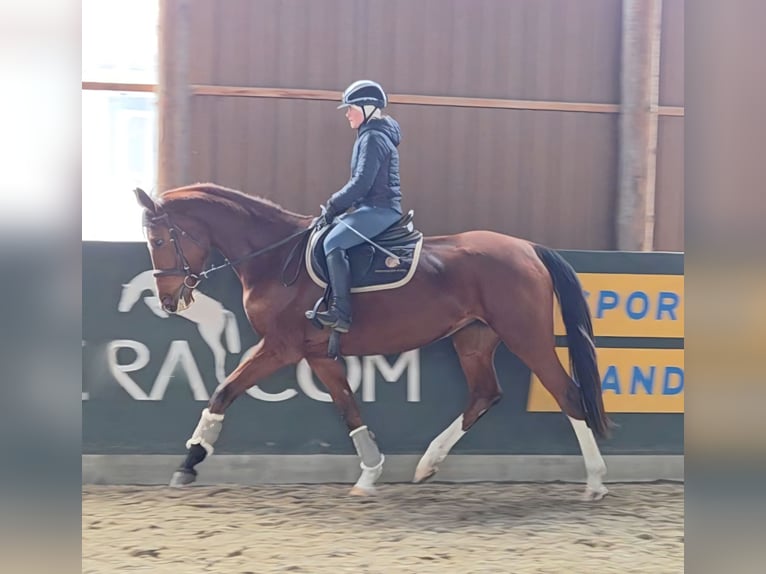 Hungarian Sport Horse Mare 5 years 16,2 hh Brown in Schattendorf