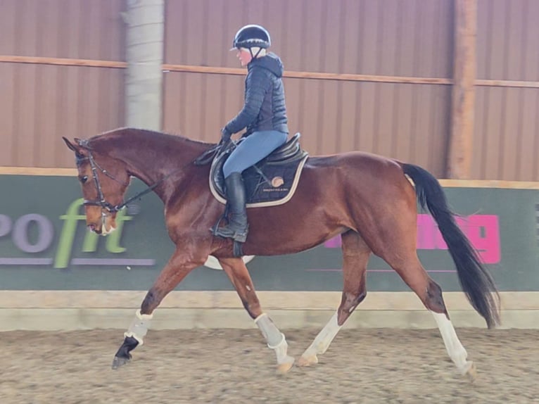 Hungarian Sport Horse Mare 5 years 16,2 hh Brown in Schattendorf