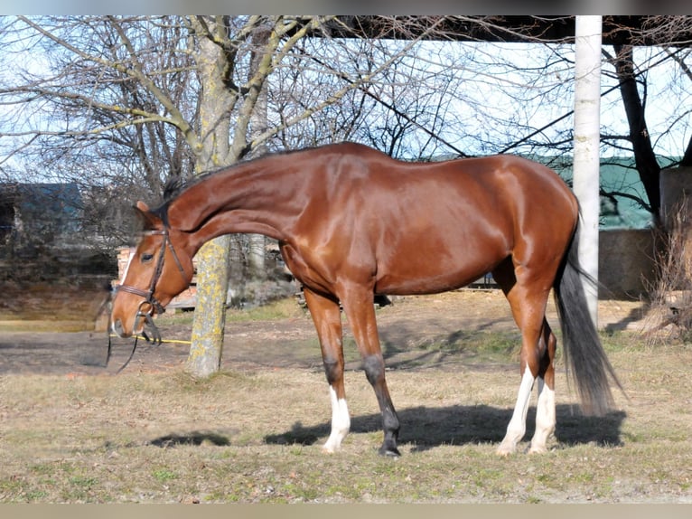 Hungarian Sport Horse Mare 5 years 16,2 hh Brown in Schattendorf