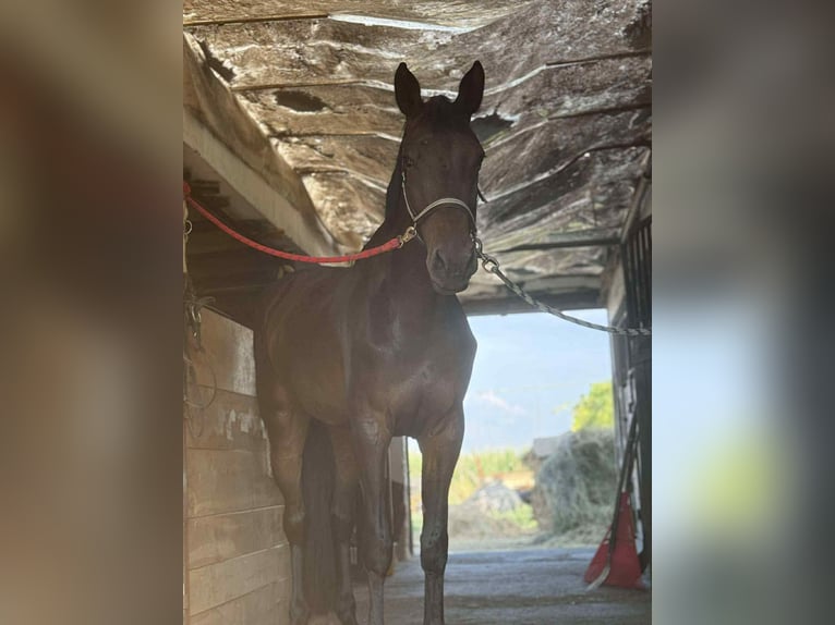 Hungarian Sport Horse Mare 5 years 17,1 hh Brown in Békés