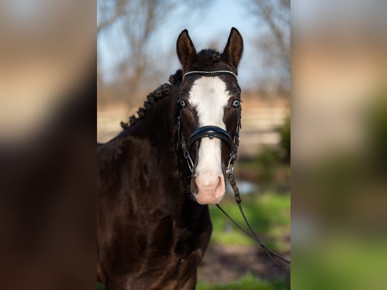 Hungarian Sport Horse Mix Mare 6 years 14,1 hh Black in Matzersdorf