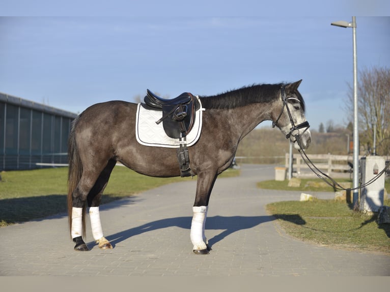 Hungarian Sport Horse Mare 6 years 14 hh Gray-Dapple in Heilbronn