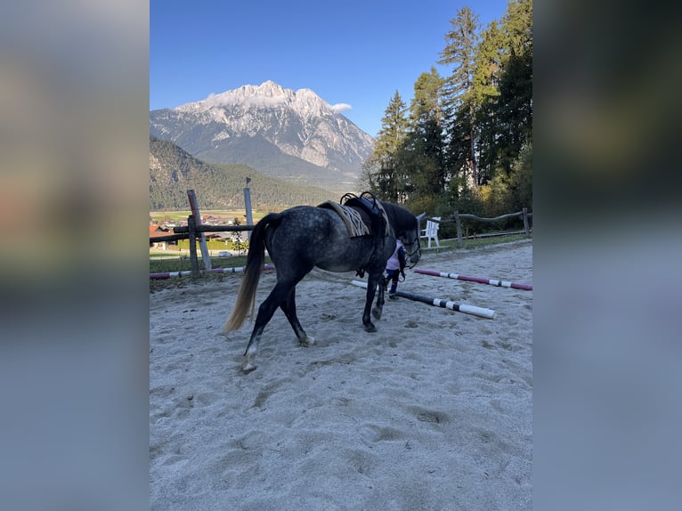 Hungarian Sport Horse Mare 6 years 14,1 hh Grey-Dapple in Stams