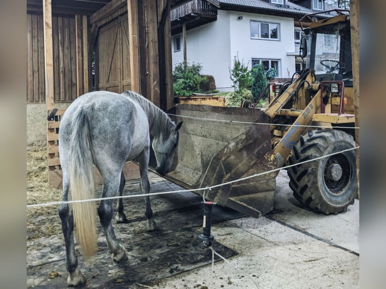 Hungarian Sport Horse Mare 6 years 15,1 hh Gray-Dark-Tan in Geiselhöring