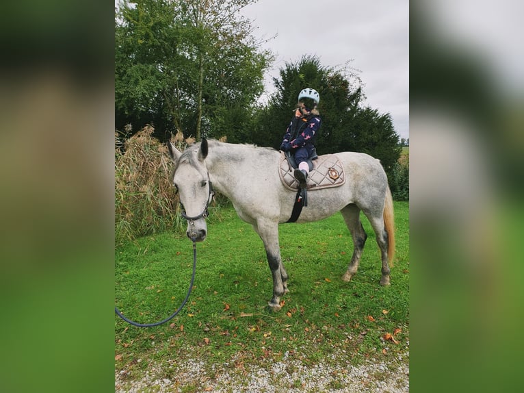 Hungarian Sport Horse Mare 6 years 15,1 hh Gray-Dark-Tan in Geiselhöring