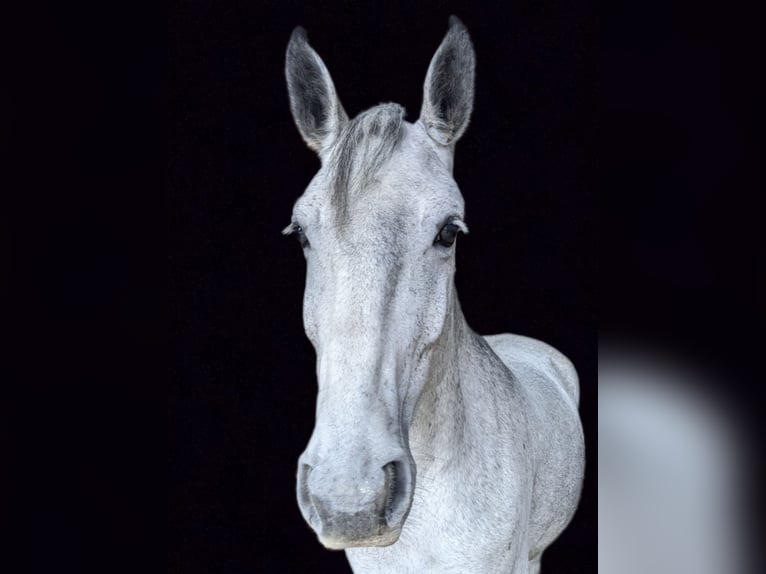 Hungarian Sport Horse Mare 6 years 15,1 hh Gray-Dark-Tan in Geiselhöring