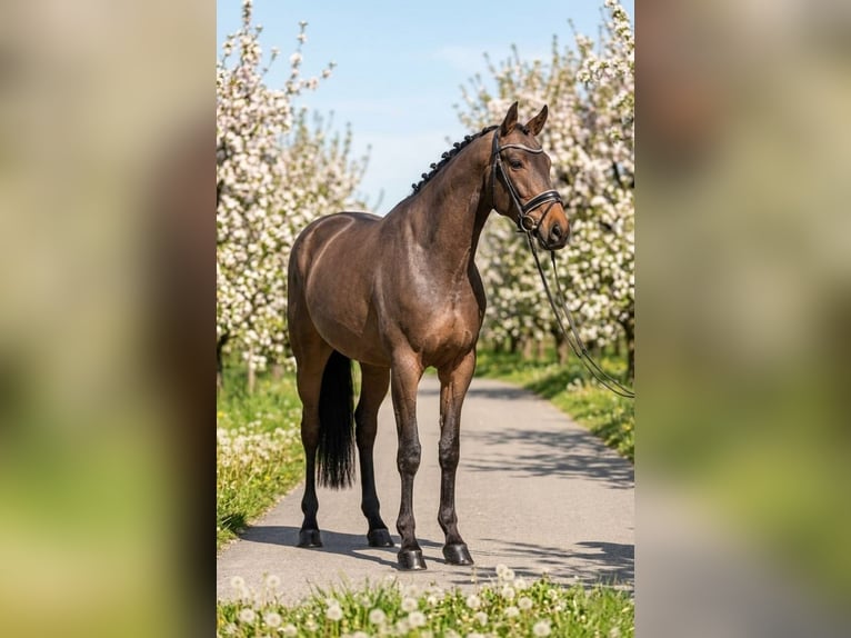 Hungarian Sport Horse Mare 6 years 15.2 hh Bay in Kecskemét
