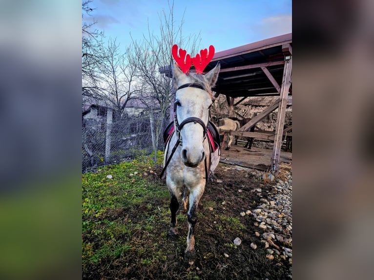 Hungarian Sport Horse Mix Mare 6 years 15,2 hh Gray-Dapple in Aszaló