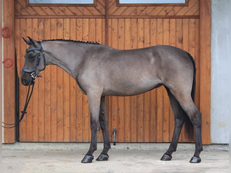 Hungarian Sport Horse Mare 6 years 15,1 hh Bay-Dark in Kecskemét