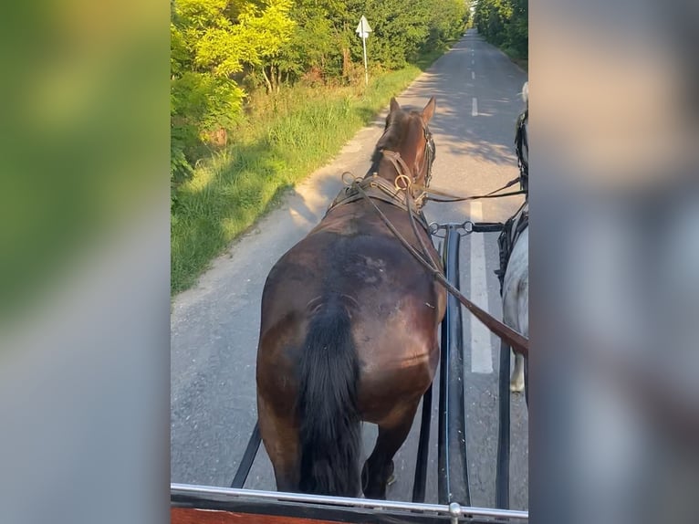 Hungarian Sport Horse Mare 6 years 15,2 hh Bay-Dark in Tass