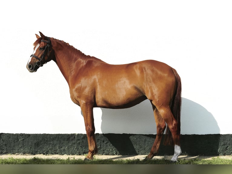Hungarian Sport Horse Mare 6 years 15,2 hh Chestnut in Kiskunhalas