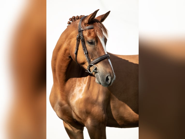 Hungarian Sport Horse Mare 6 years 15,2 hh Chestnut in Kiskunhalas