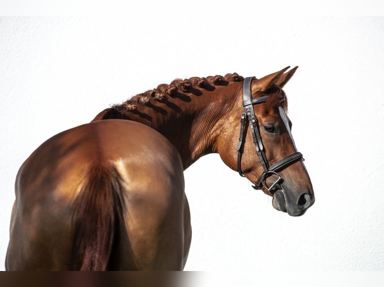 Hungarian Sport Horse Mare 6 years 15,2 hh Chestnut in Kiskunhalas