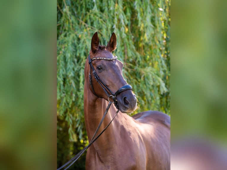Hungarian Sport Horse Mare 6 years 16.1 hh Chestnut in Debrecen